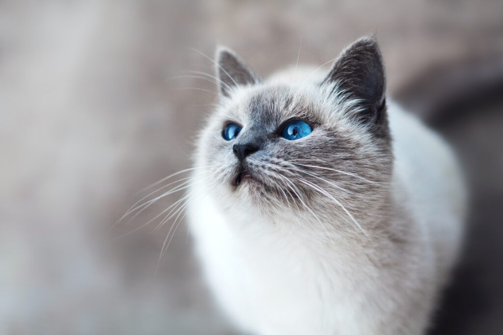 What Is Blaze The Cat Full Name?