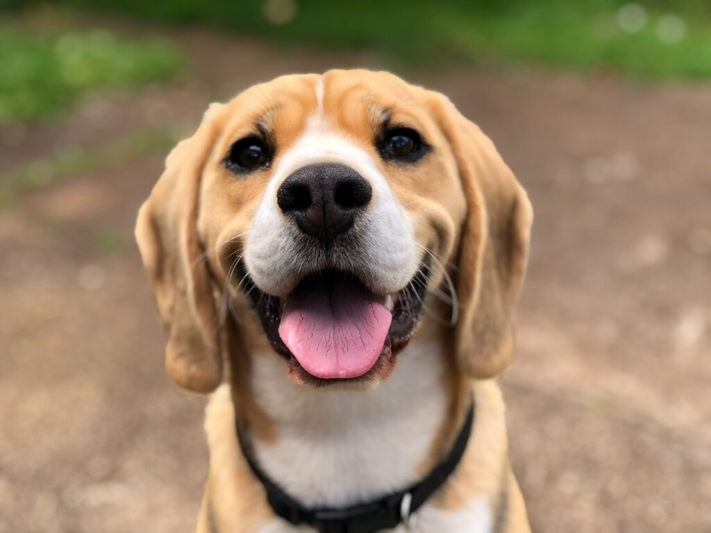 How much does it cost to crop a dogs ears ?