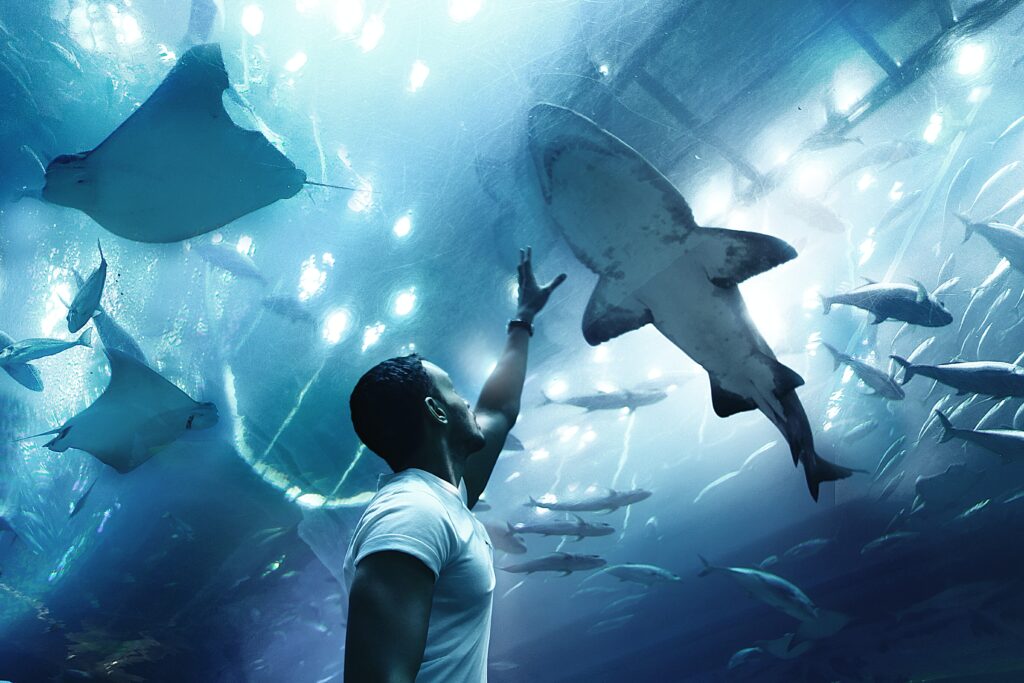 Who Would Win Alligator Or Shark?