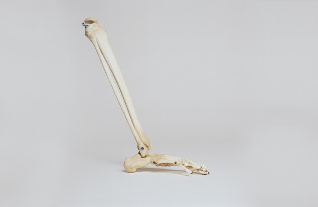 What are the 3 strongest bones in your body?