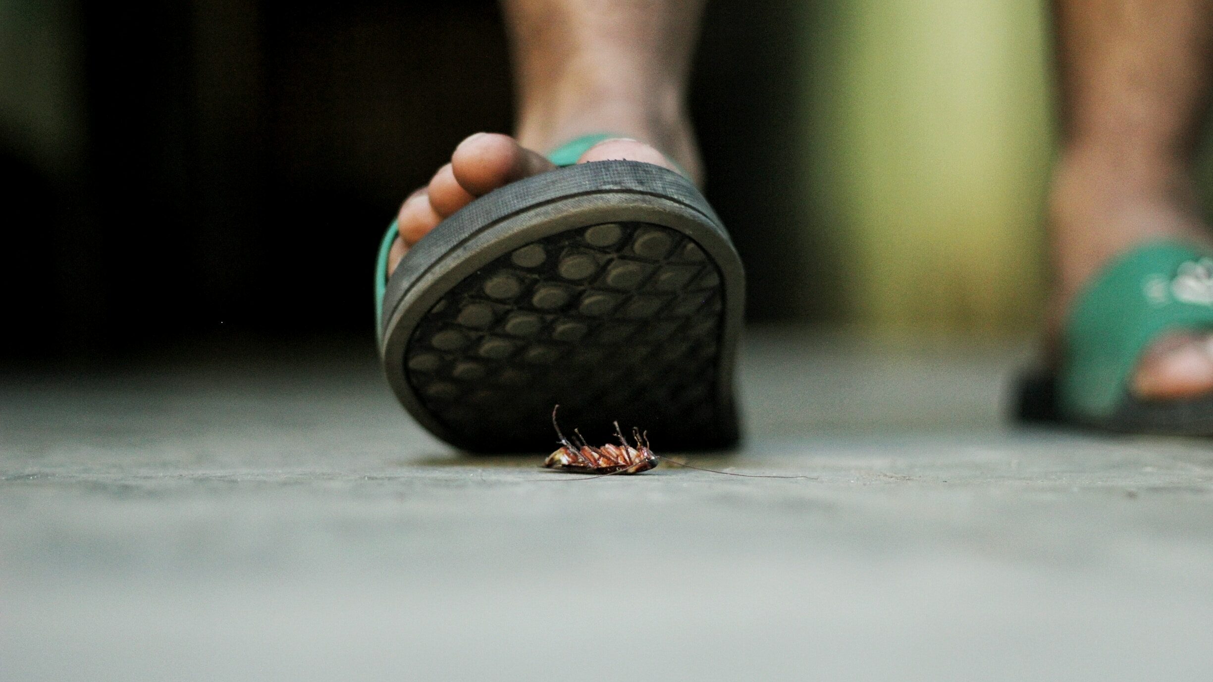 What To Do If You Find A Dead Cockroach?