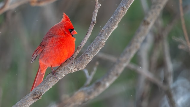What does it mean when you see two red cardinals together?