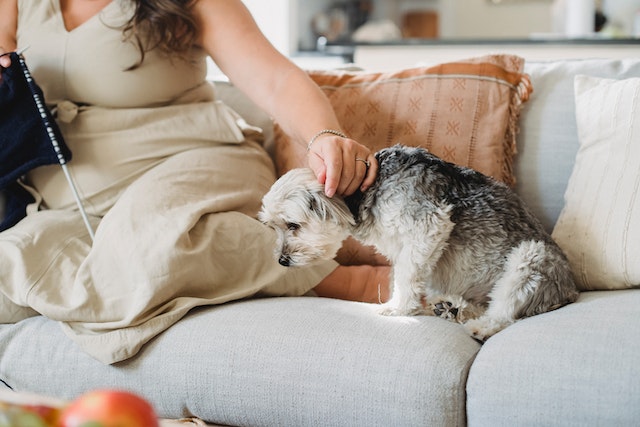 What happens If a Human makes an Animal Pregnant?
