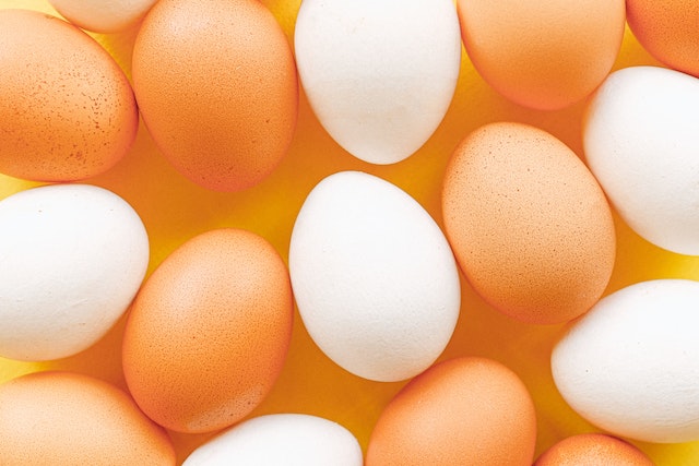 What Bird Lays White Eggs?