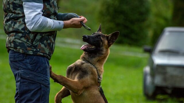 Where do you hit a dog in self defense