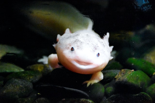 Will my axolotl turn into a salamander?