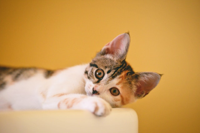 What happens if you say Pspsps to a cat?