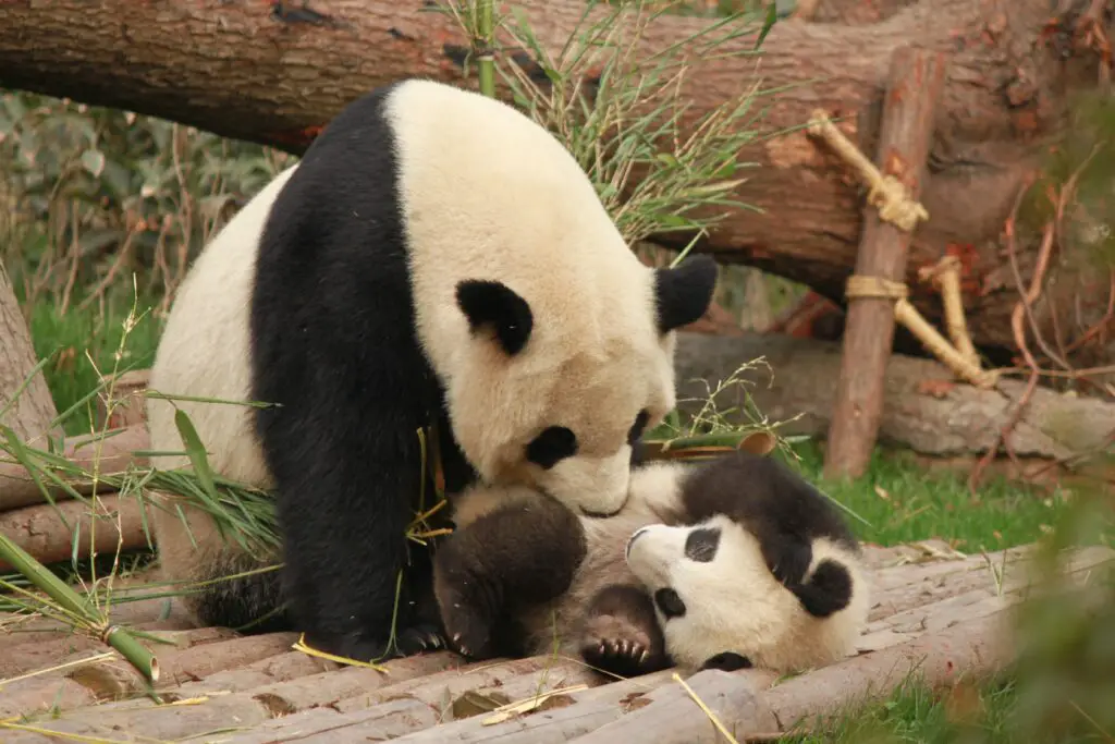 is-panda-express-healthy-food-gek-buzz