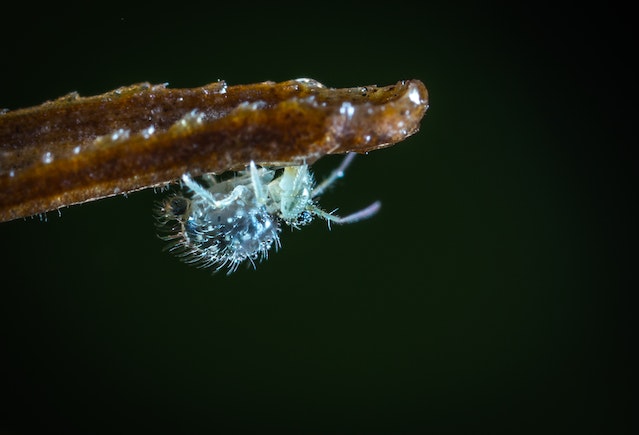 What kind of parasite looks like hair?