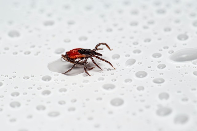 How do you treat chiggers in bed