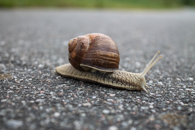 Do Clams have Eyes?