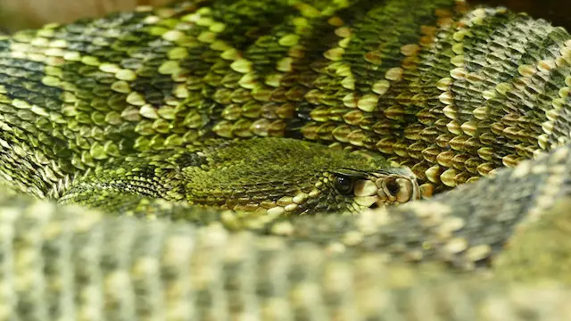 How much does a vial of rattlesnake antivenom cost?