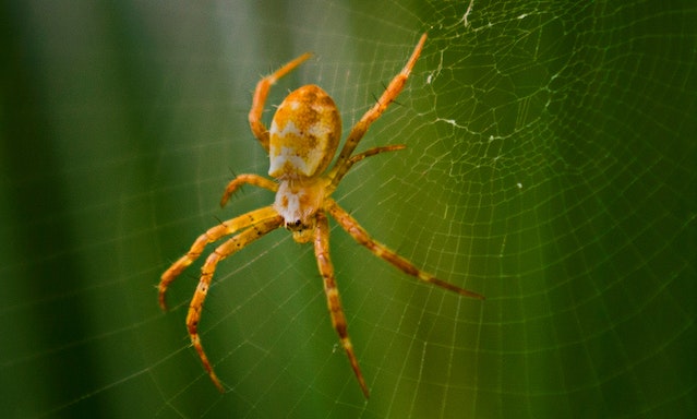 What spiders can swim?