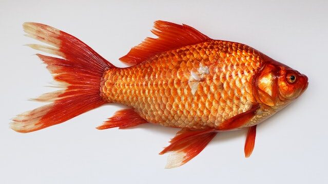 What is the most delicious fish on earth