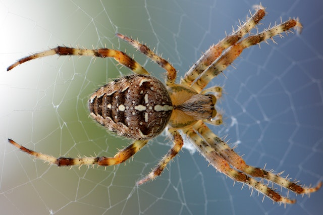 Which spider has 6 legs?