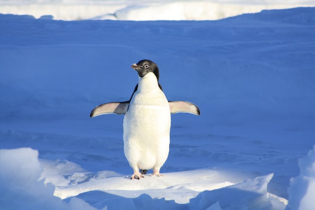 What animal has 2 feet and cant walk?