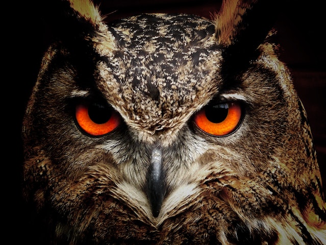 What Animal has Red Eye Shine at Night?