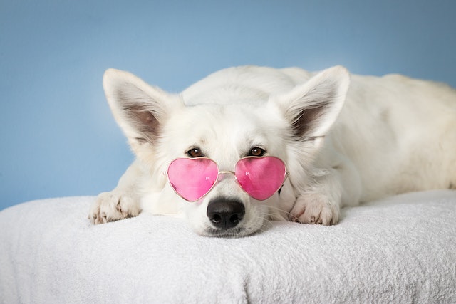 How many litters is safe for a dog?