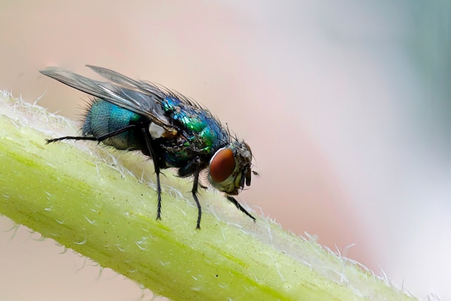 Do flies lay eggs every time they land? 