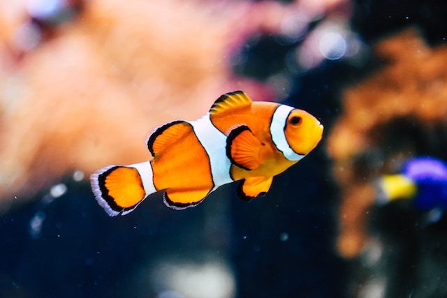 Is nemos mom alive?