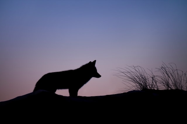 What sounds do coyotes make when killing?