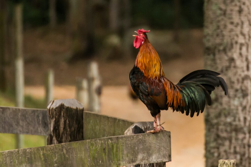 Why is my roosters comb turning black