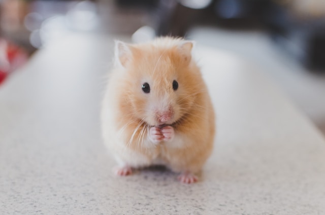What to do if I vacuumed mouse droppings?