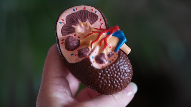 Is liquid IV good for kidneys?