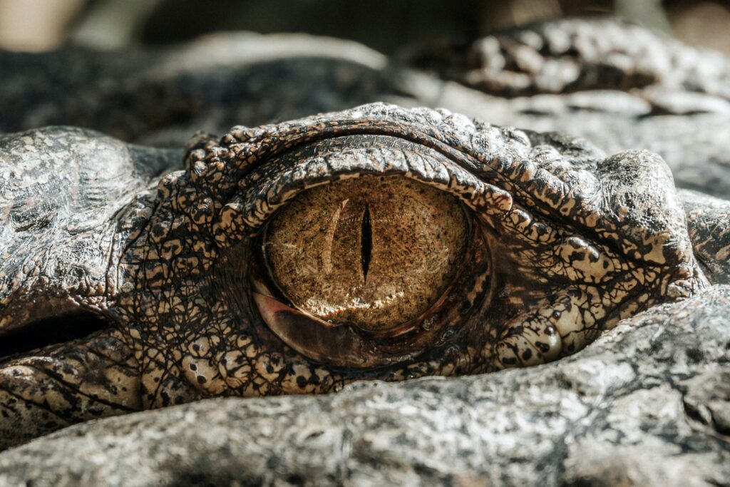 Is godzilla real animal?