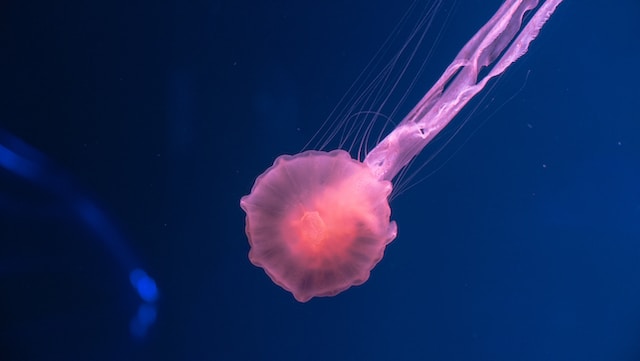Is Ammonia a base?