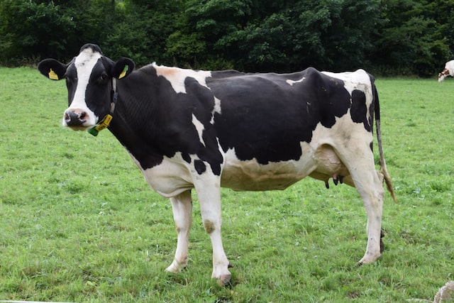 How long does a cow live?