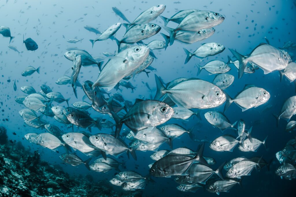Did fish get thirsty?