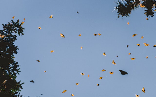 Do yellow butterflies mean good luck?