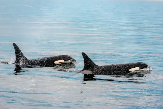 Has a wild Orca ever attacked a human? - Gek Buzz