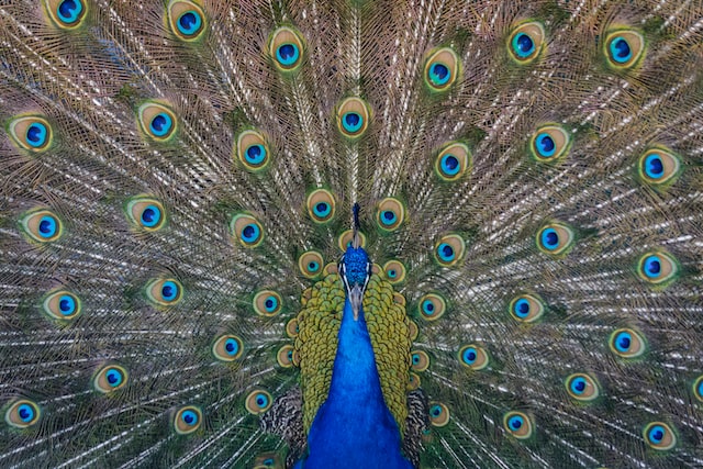 Can i watch season 15 of heartland on peacock?