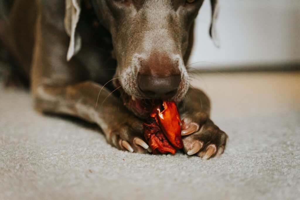 What Happens If You Cut Your Dogs Nails Too Short?