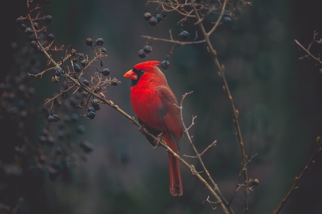 What is the saying about cardinals and death?