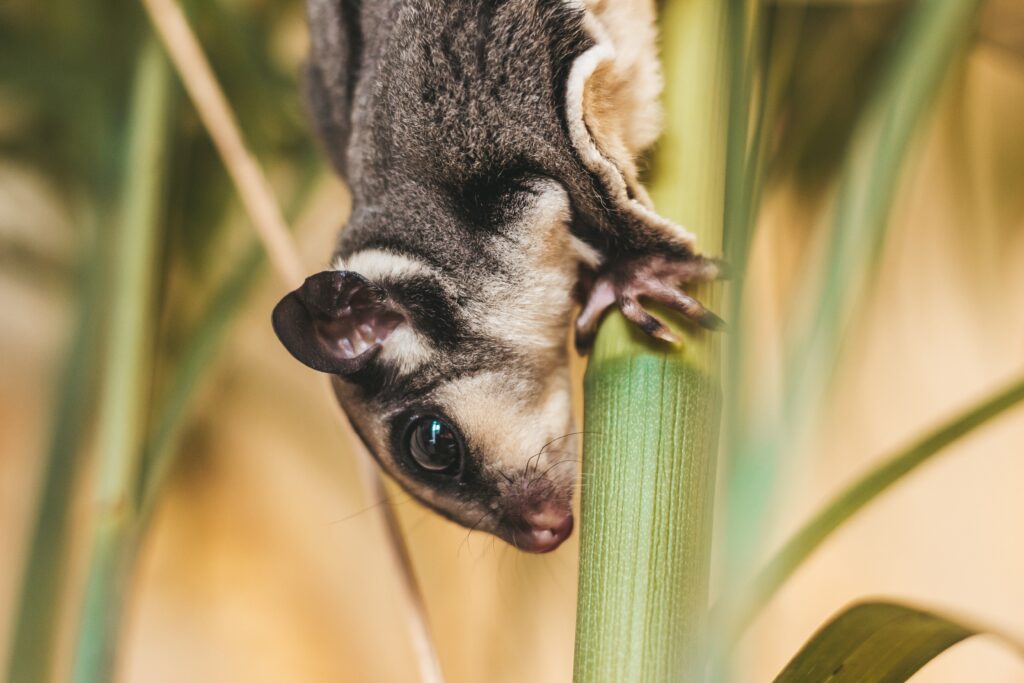 What Does Possum Poop Look Like?
