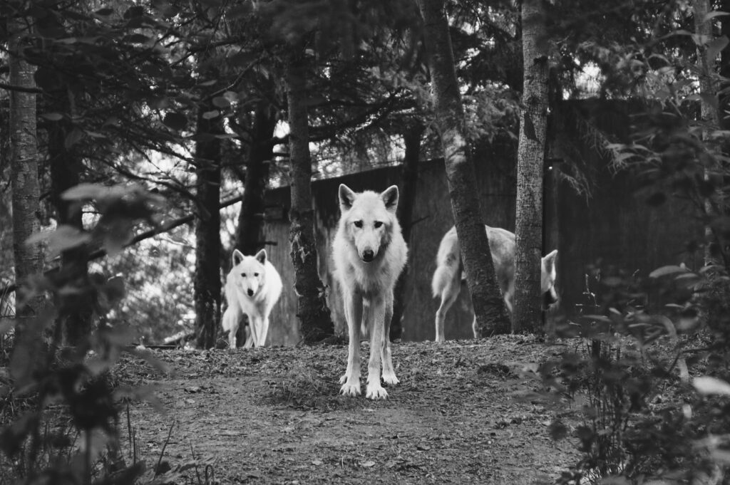 What dogs could fight a wolf?