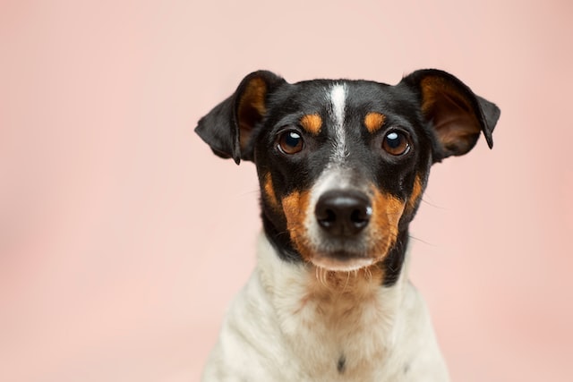 What does the male dog owner get when breeding?