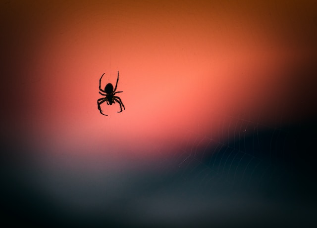 What are the cutest spiders in the world?