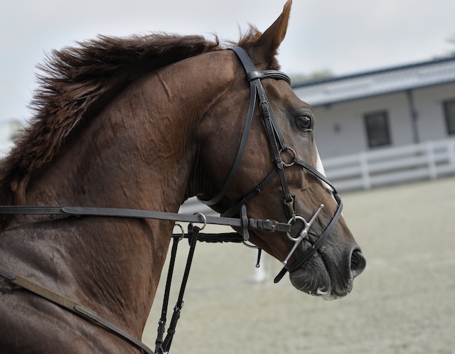 What is the biggest horse in the world?