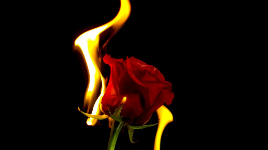 What does a fire rose mean