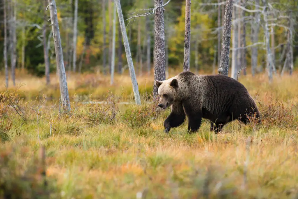 What Is A Female Bear Called