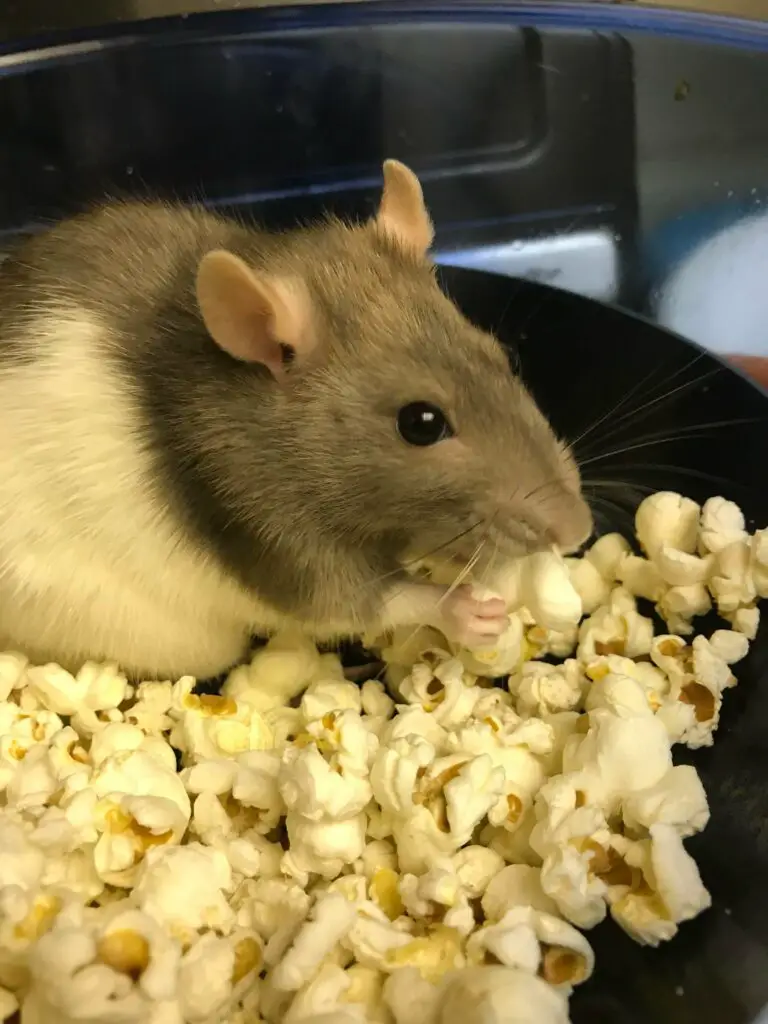 is popcorn okay for rats?