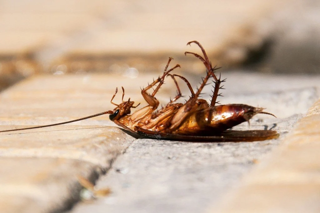 Can a cockroach survive on its back?