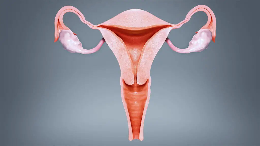 Can your uterus grow back? Gek Buzz