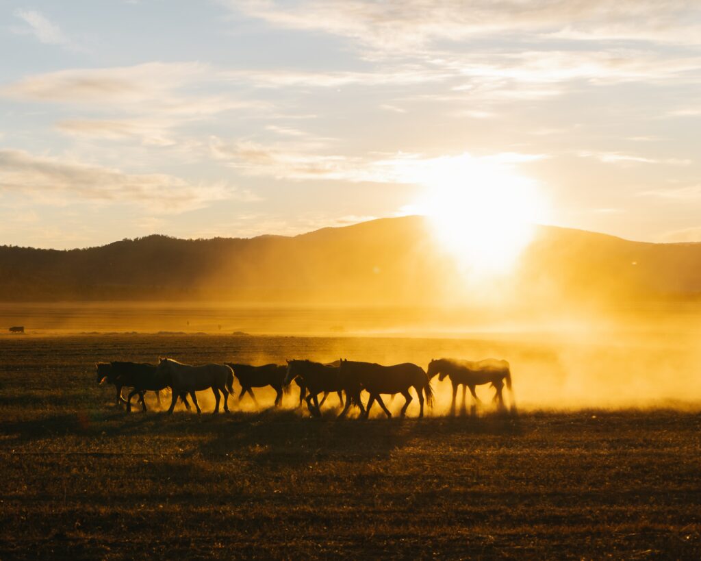 Can a horse and cow breed