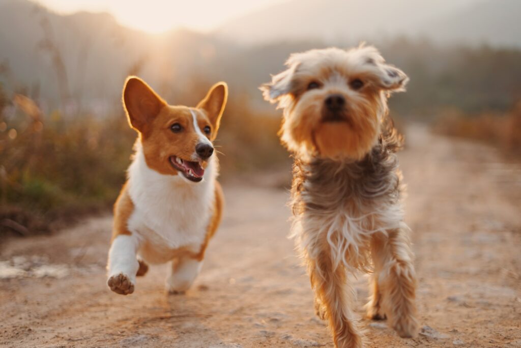 Why do Dogs stink when they come in from Outside?
