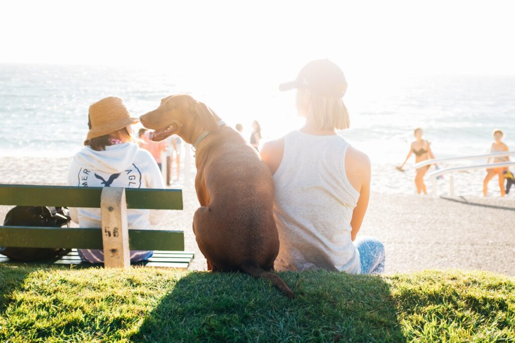 Do male dogs get attracted to human females?